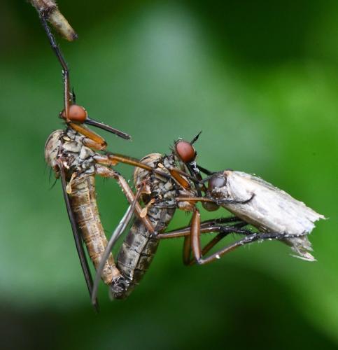 Empis livida